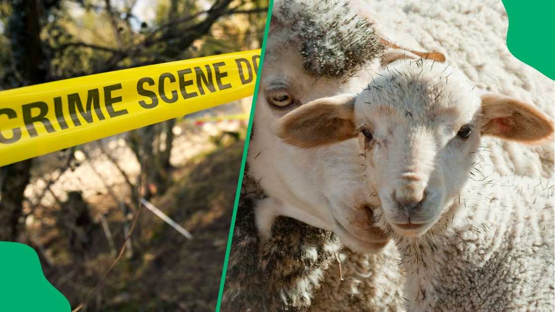 The two men have appeared in a Middleburg court for the alleged murder of two accused sheep thieves.