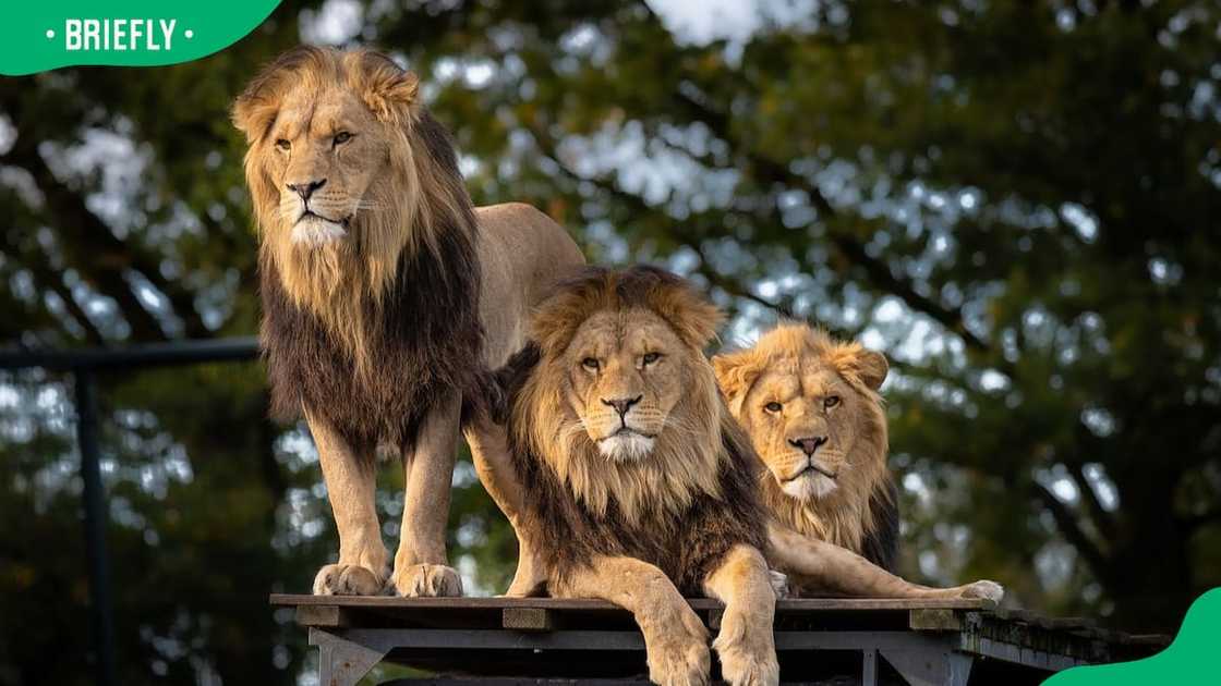 Pretoria Zoo entrance fees today Pretoria Zoo entrance fees today