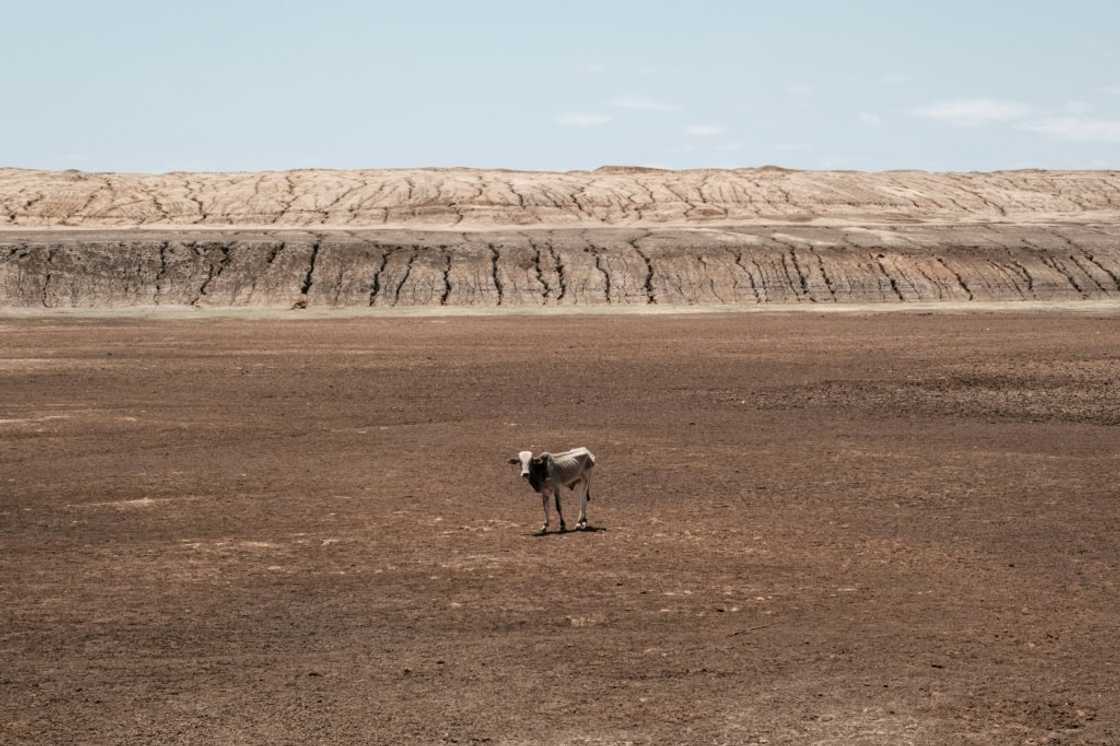 Somalia drought: An emaciated cow stands on a dried-up lake at Iresteno, a town near the Ethiopian border Somalia drought: An emaciated cow stands on a dried-up lake at Iresteno, a town near the Ethiopian border