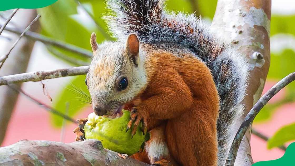 Variegated squirrel eating a gauva on a tree Variegated squirrel eating a gauva on a tree