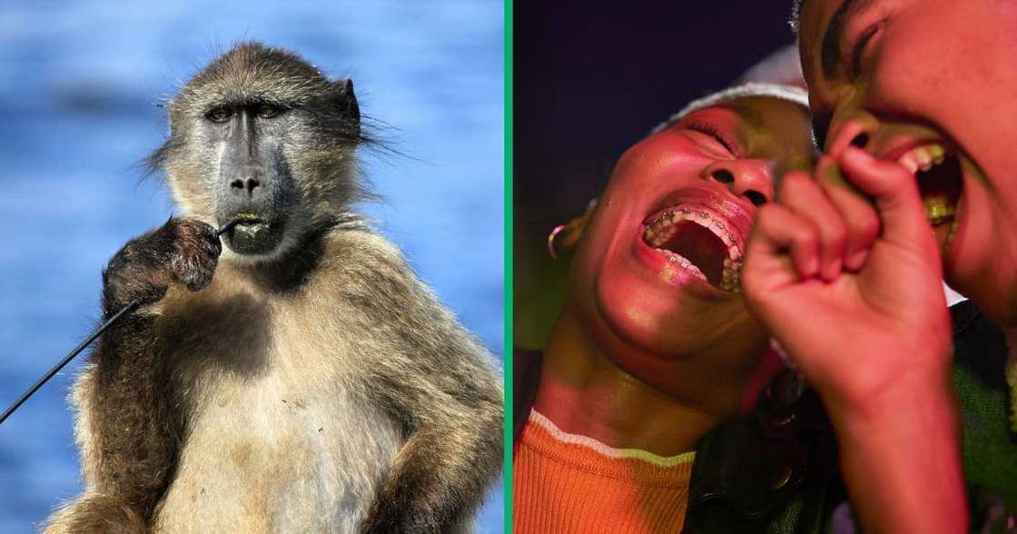 A baboon was sighted in Brakpan and South Africans made jokes A baboon was sighted in Brakpan and South Africans made jokes