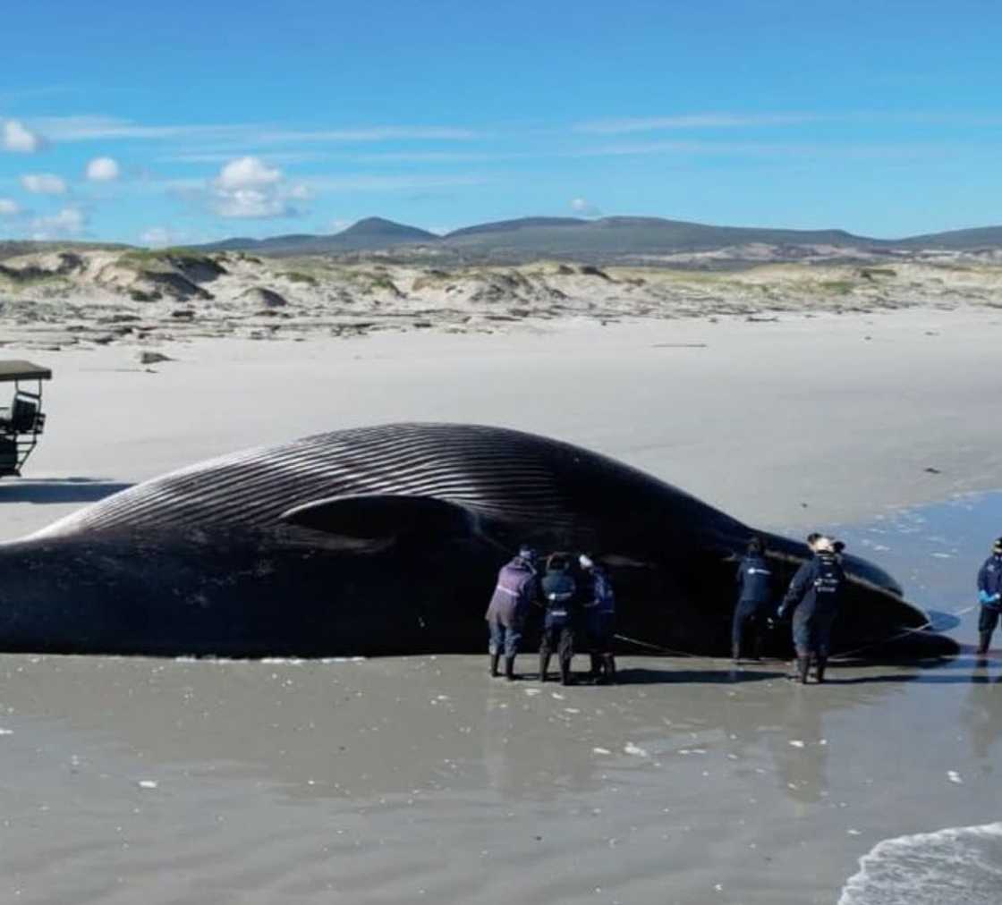 Whale