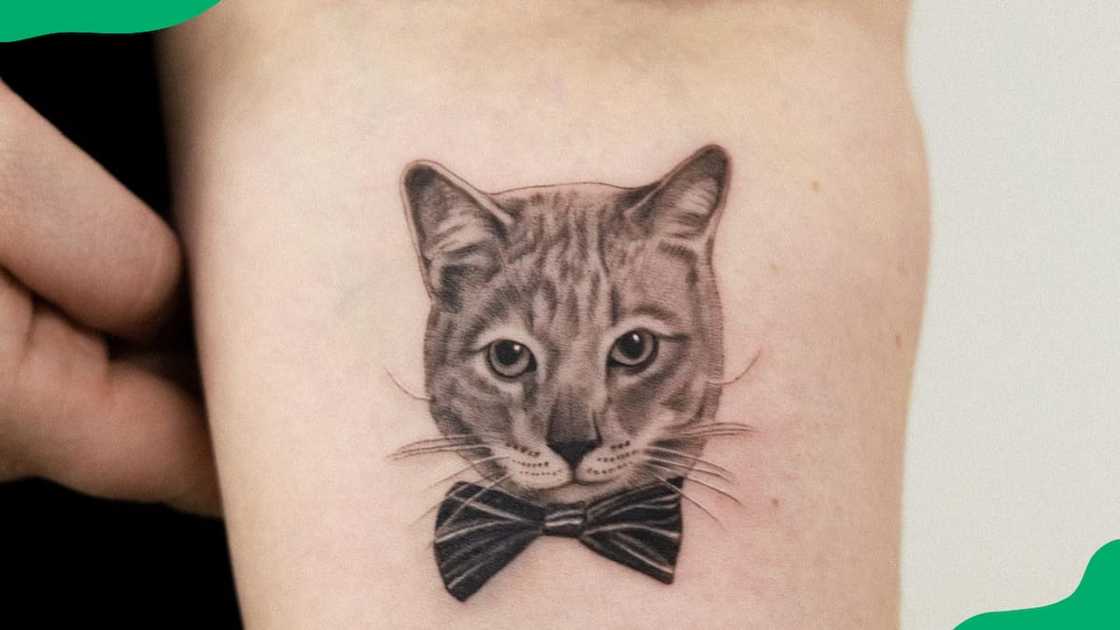 Cute cat with bowtie Cute cat with bowtie