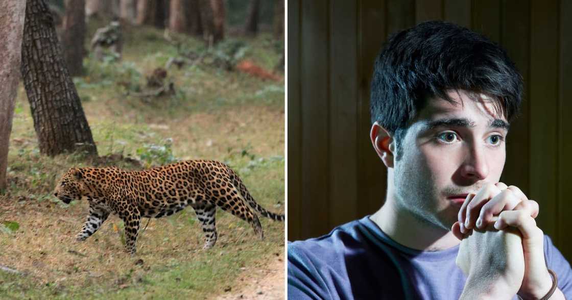 Kathu and Upington resident have been warned that a leopard and cheetah are roaming the streets Kathu and Upington resident have been warned that a leopard and cheetah are roaming the streets