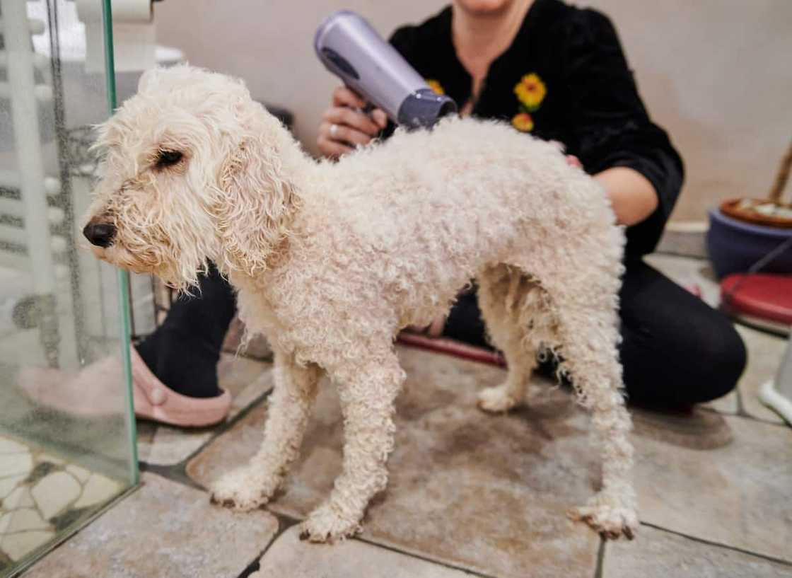 Kasi business ideas Kasi business ideas