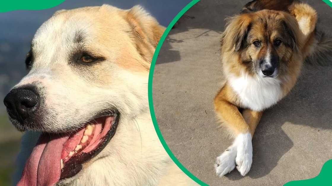 Anatolian Shepherd dogs enjoying some sun