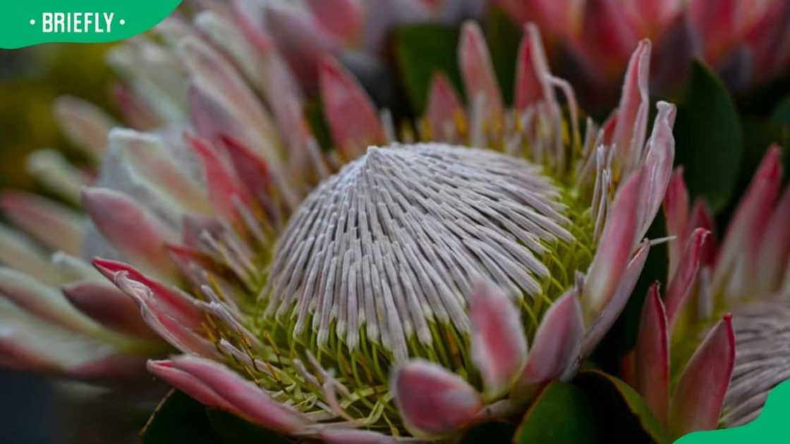 What is the most popular flower in South Africa?