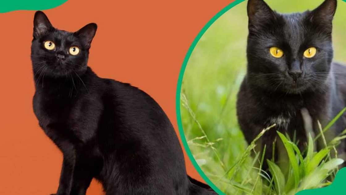 Bombay cat breed