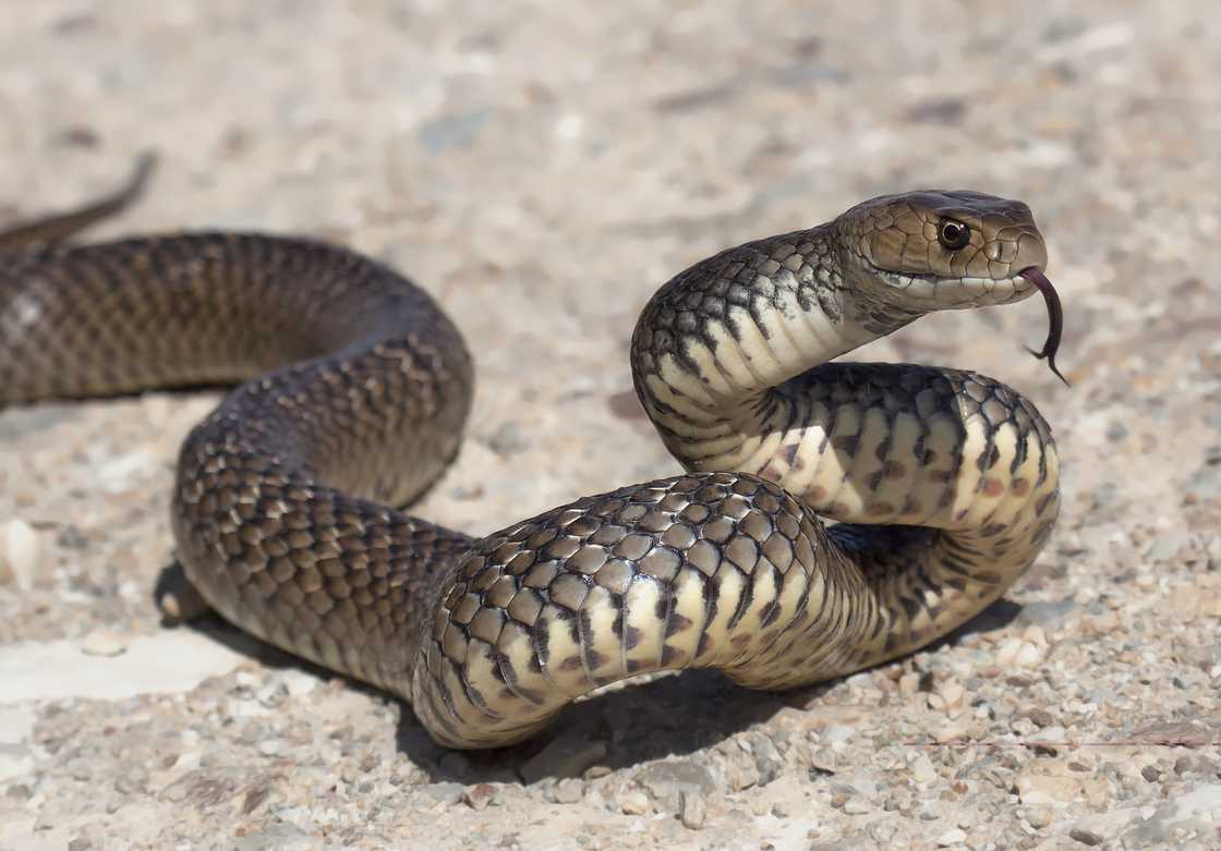 A picture of an eastern brown snake in the wild