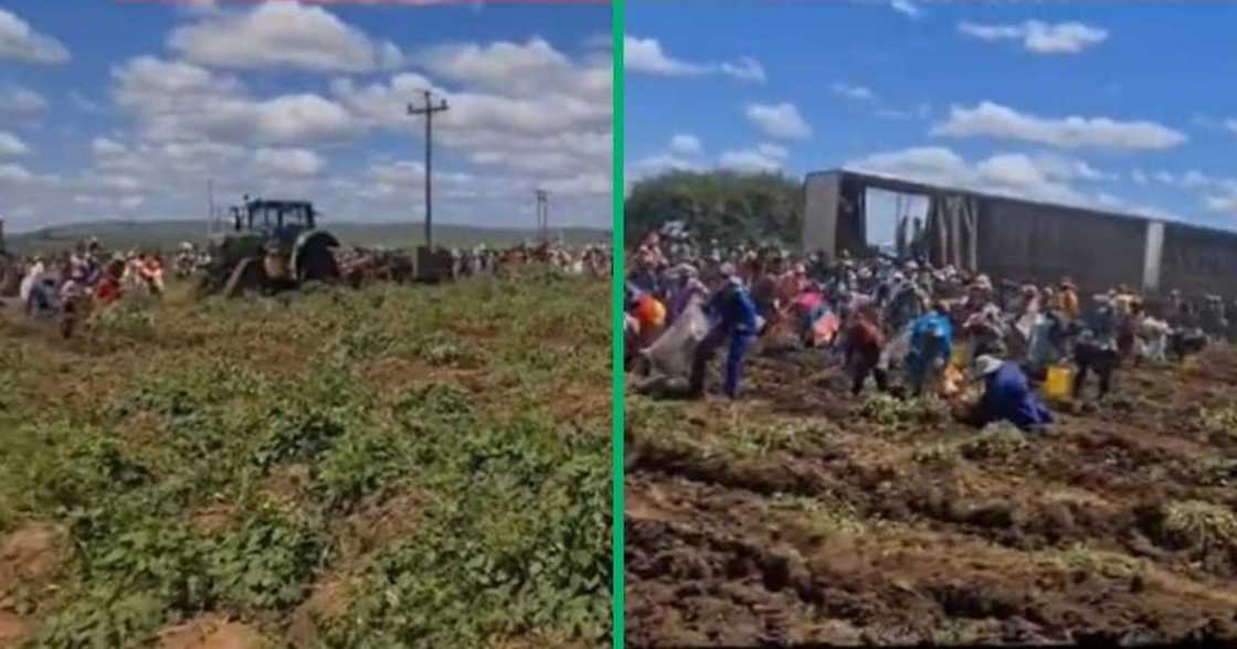 TikTok video shows farmer giving away potatoes