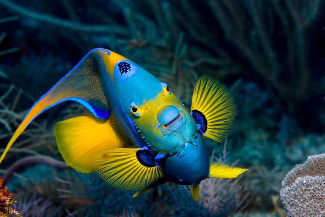 A colourful angelfish A colourful angelfish