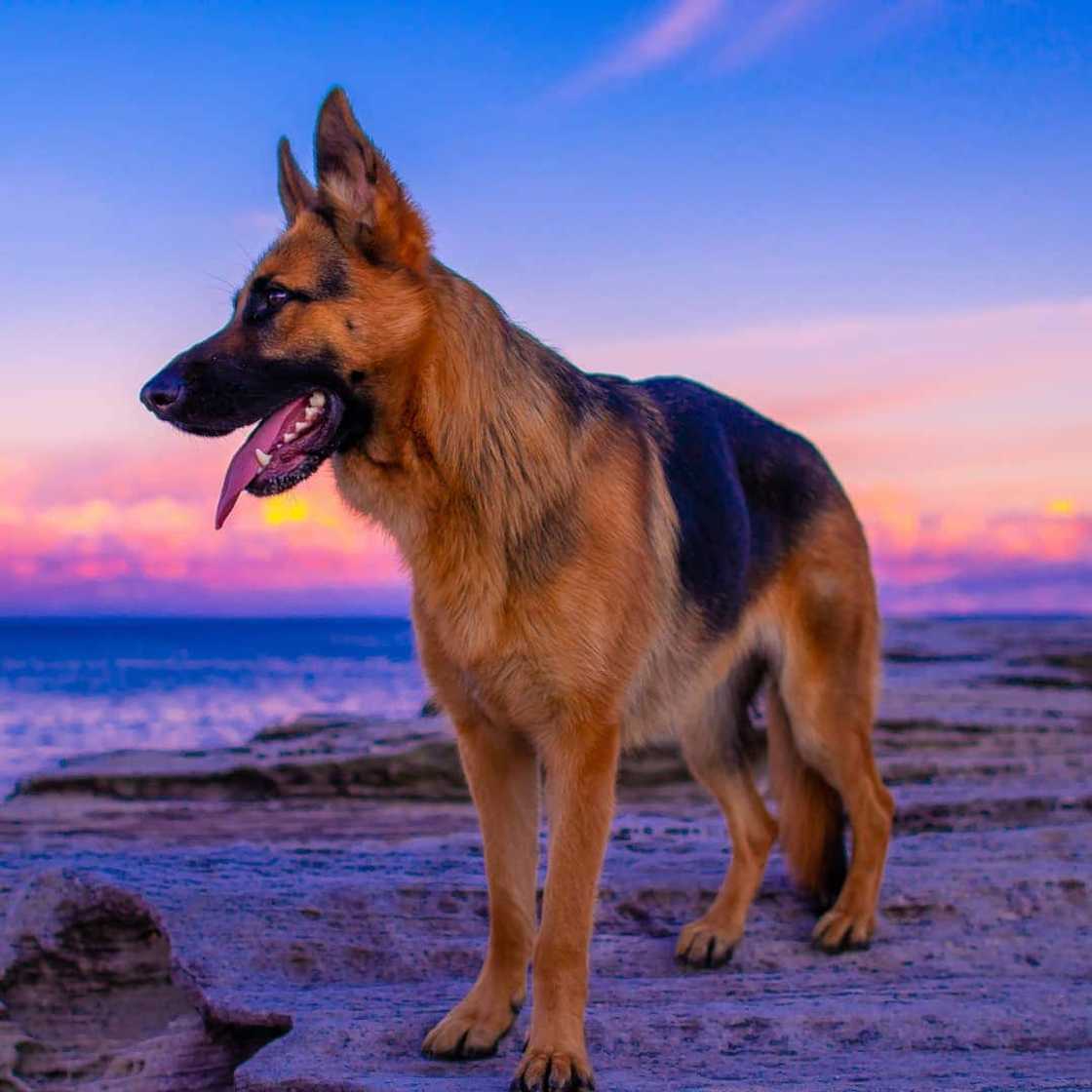 breeds of dogs breeds of dogs