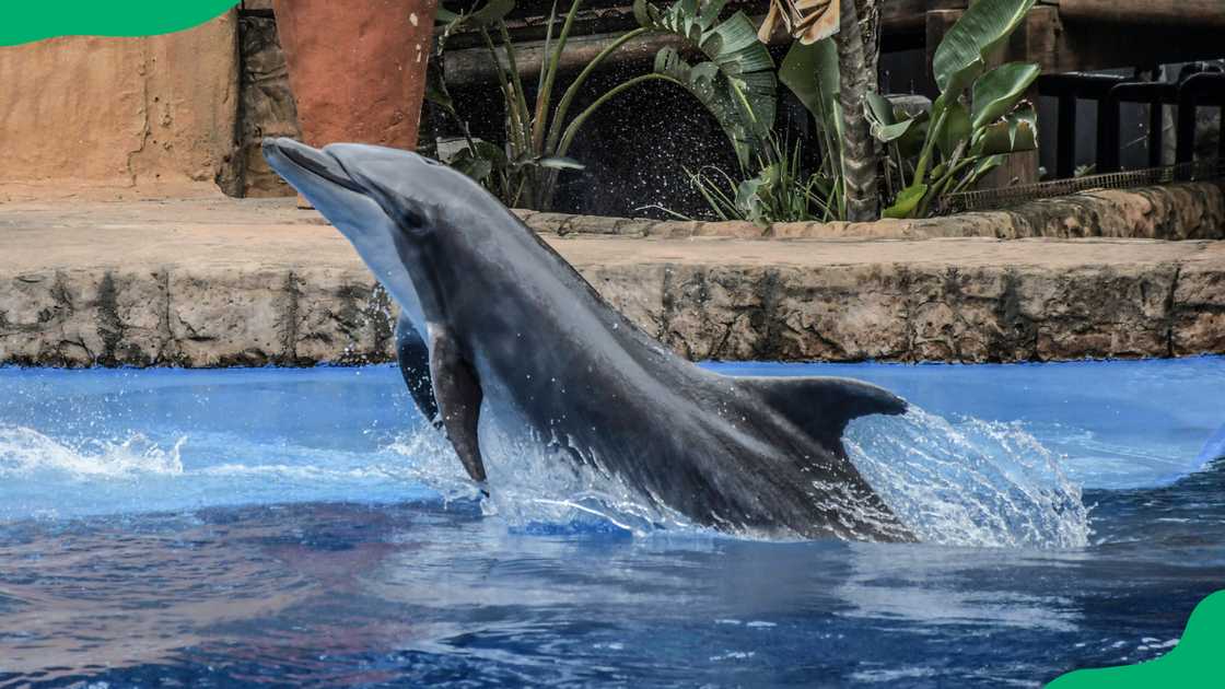 uShaka Marine World dolphin show times and prices uShaka Marine World dolphin show times and prices