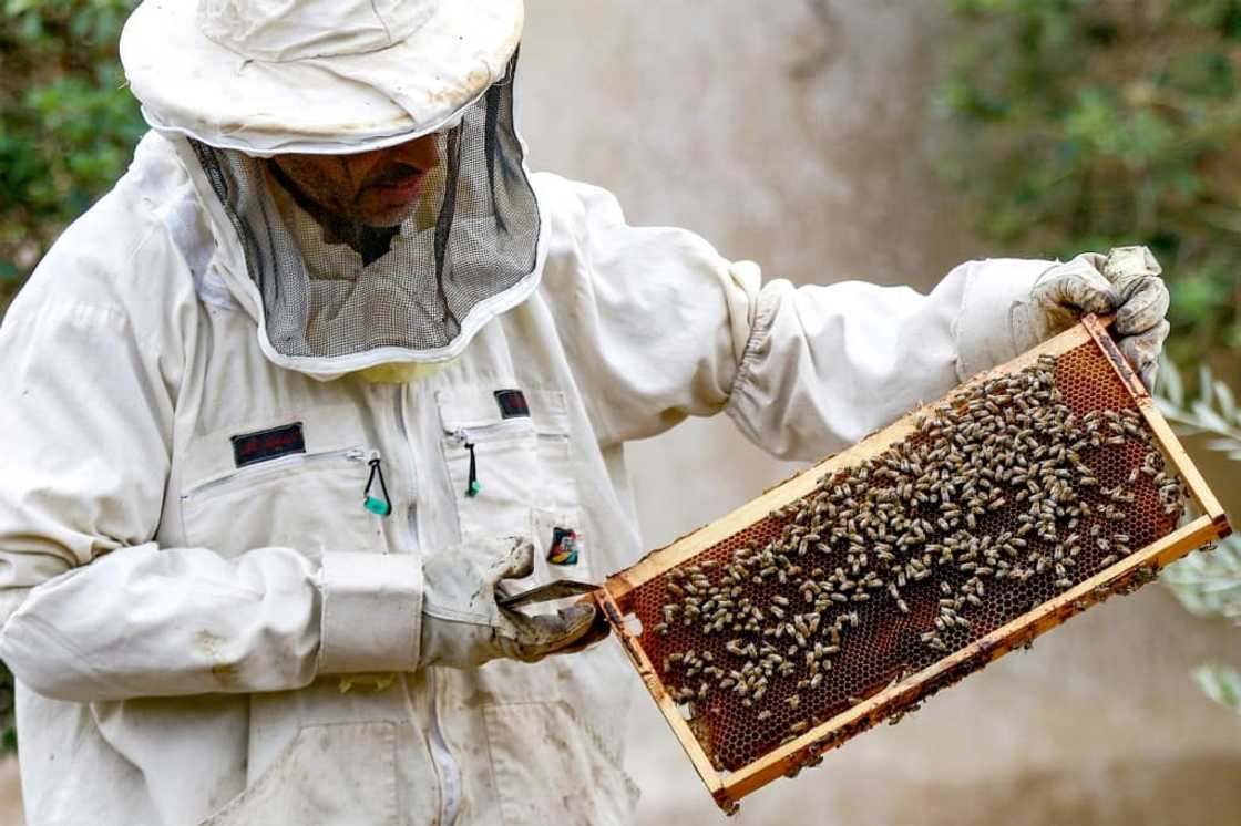 Jordan's apiarists have ramped up output of the sweet and sticky golden substance long praised for its health benefits Jordan's apiarists have ramped up output of the sweet and sticky golden substance long praised for its health benefits