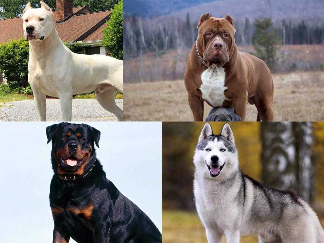 World's strongest dog breed World's strongest dog breed