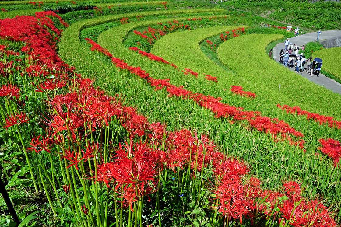 The death flower in Nara, Japan The death flower in Nara, Japan
