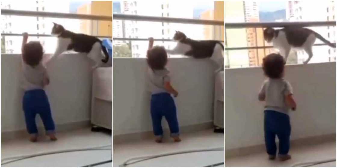 Cat babysitting a little child Cat babysitting a little child