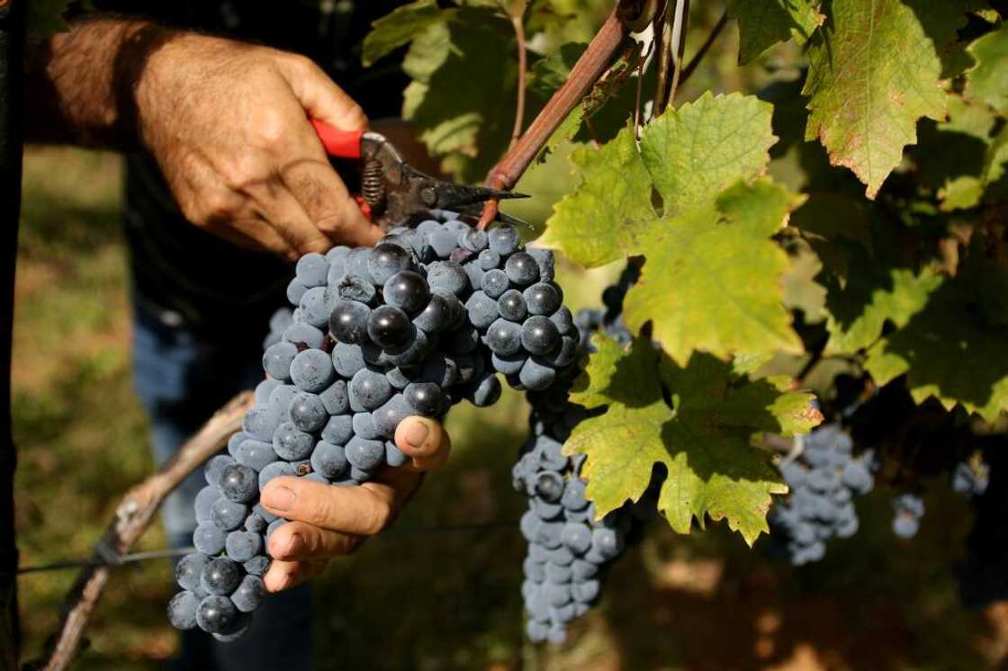 "Everything becomes more complicated: water stress, frost, drought, disease," said Zef Ndoji, a winegrower from Bukmira, who has lost a third of his crop this year