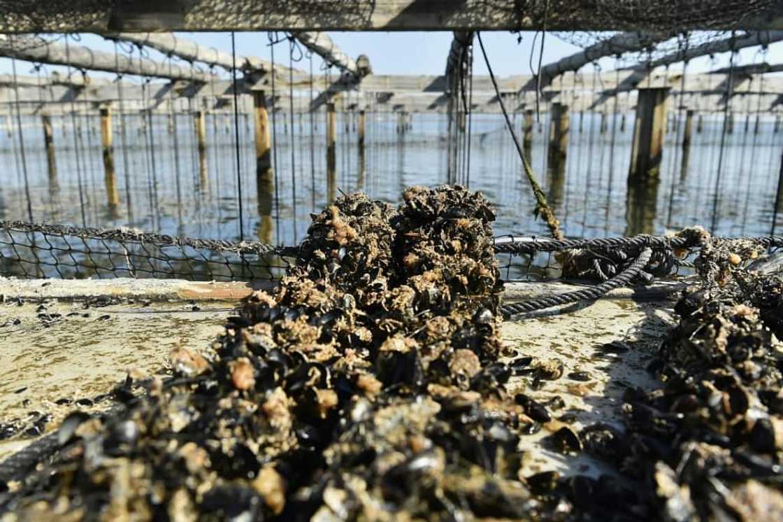 The heat has wiped out an estimated 150,000 kilograms of commercial mussels and 1,000 tonnes of young stock The heat has wiped out an estimated 150,000 kilograms of commercial mussels and 1,000 tonnes of young stock