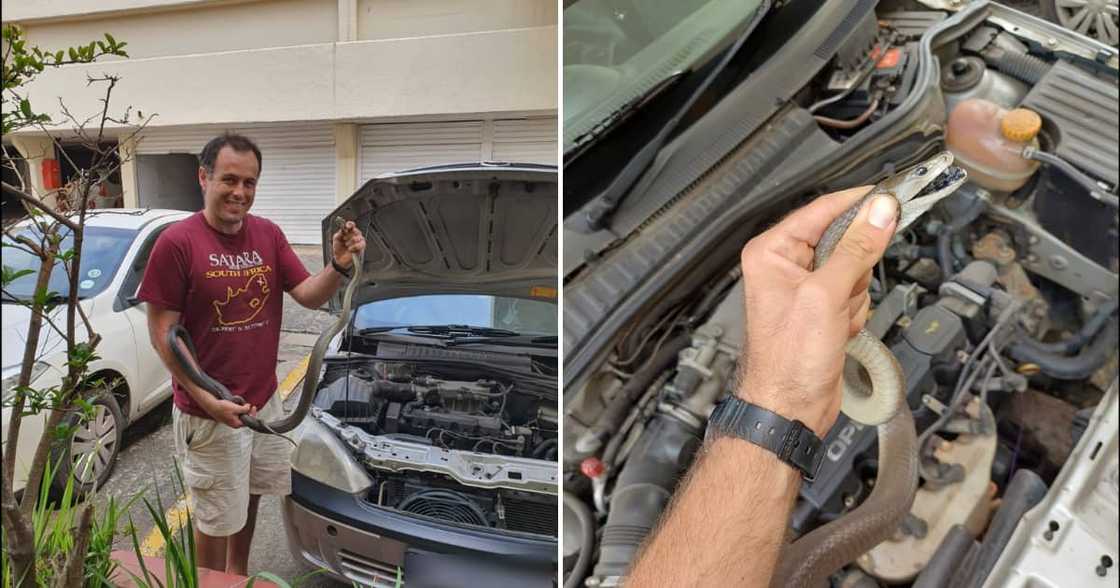 Nick Evans rescued a black mamba hiding underneath a car bonnet.