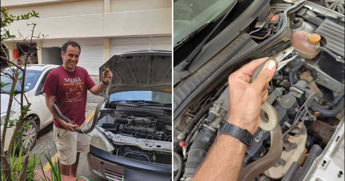 Nick Evans rescued a black mamba hiding underneath a car bonnet. Nick Evans rescued a black mamba hiding underneath a car bonnet.