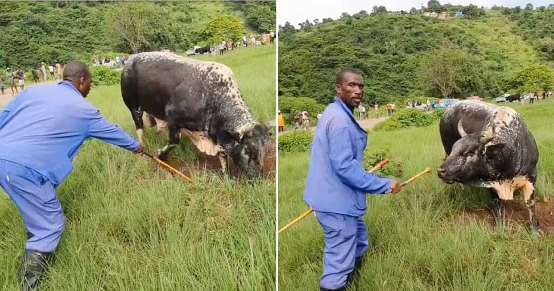 Zulu man praises his cow Zulu man praises his cow