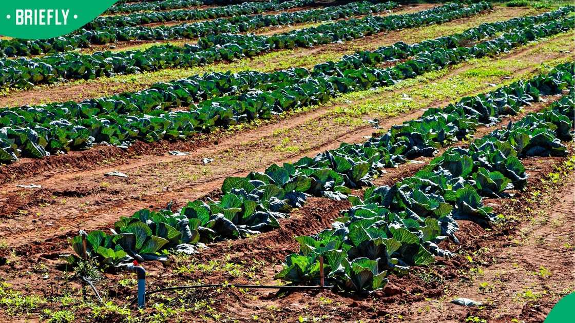 Rows of green cabbage growing on a commercial farm near Patensie in the Eastern Cape, South Africa
Image: geoffsp Rows of green cabbage growing on a commercial farm near Patensie in the Eastern Cape, South Africa
Image: geoffsp