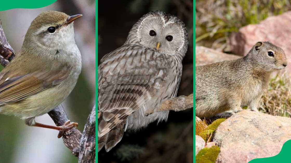 Animals that start with U Animals that start with U