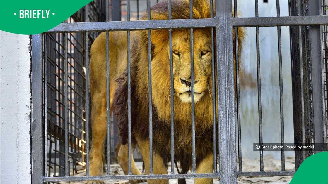 The lion was looking straight into the camera The lion was looking straight into the camera