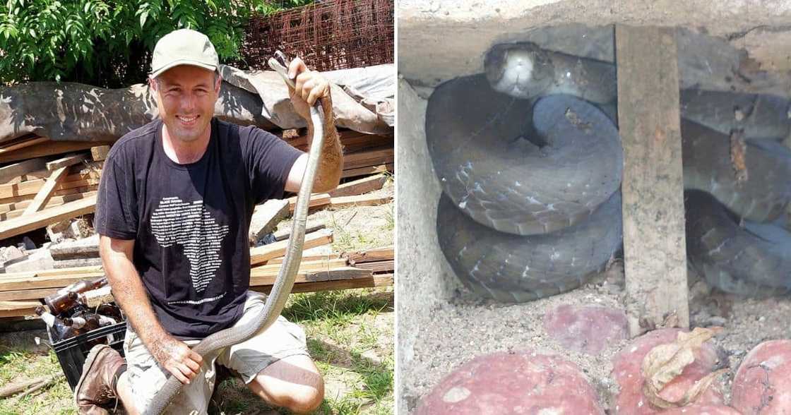 Nick Evans nabs black mamba hiding in retaining wall on Mother's Day Nick Evans nabs black mamba hiding in retaining wall on Mother's Day