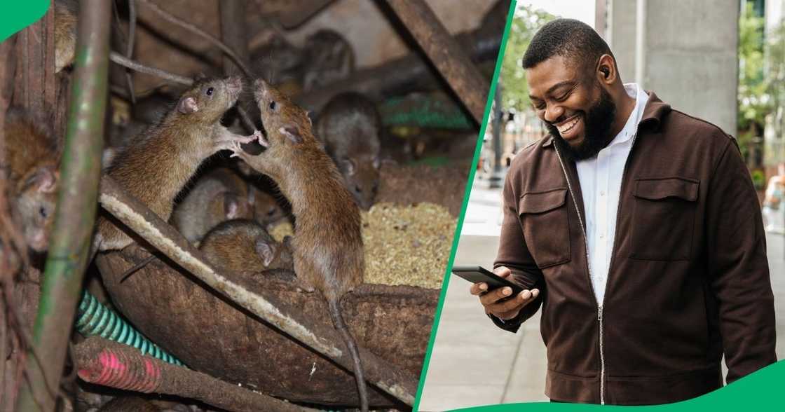 Two rats hilariously fought each other on the streets durind day time. Two rats hilariously fought each other on the streets durind day time.
