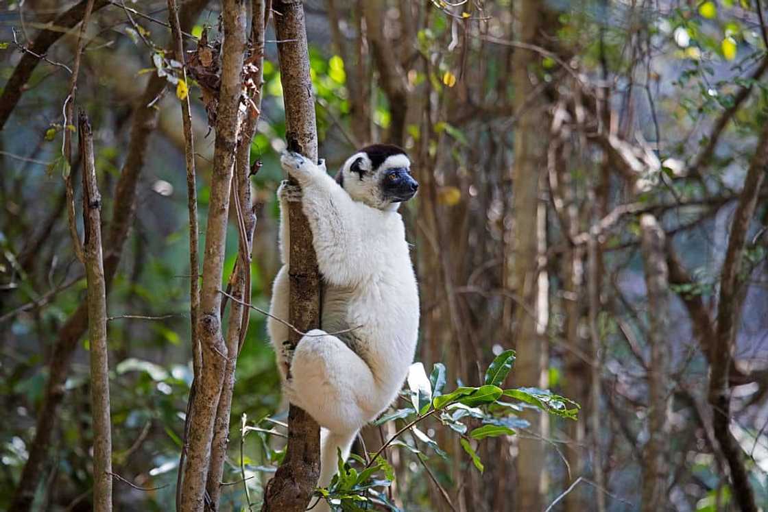 Verreaux's sifaka climbing a tree Verreaux's sifaka climbing a tree