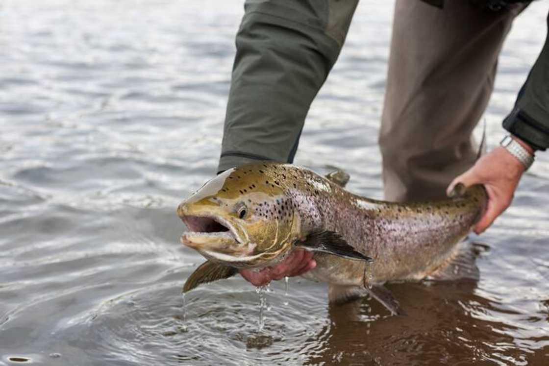 Man holding an Atlantic salmon Man holding an Atlantic salmon