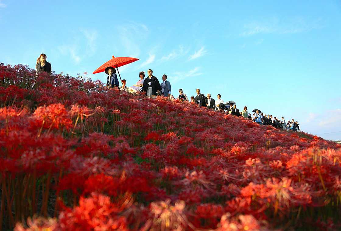 The death flower along Yakachi River bank The death flower along Yakachi River bank