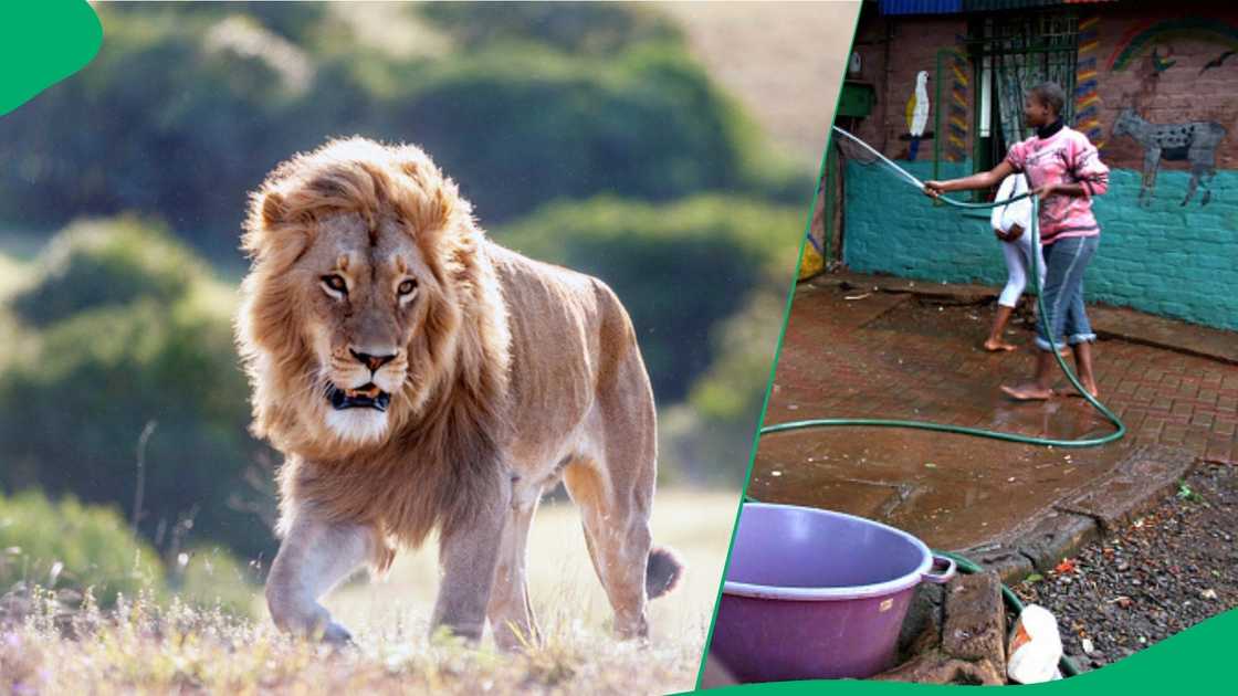 Lion stuck between Kruger National Park and Crocodile River