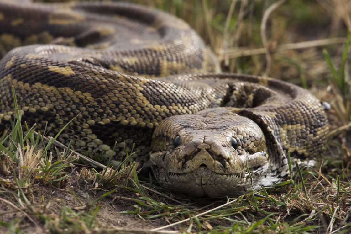 A video unveiling a Southern African rock python climbing a tree shocked South Africans. A video unveiling a Southern African rock python climbing a tree shocked South Africans.