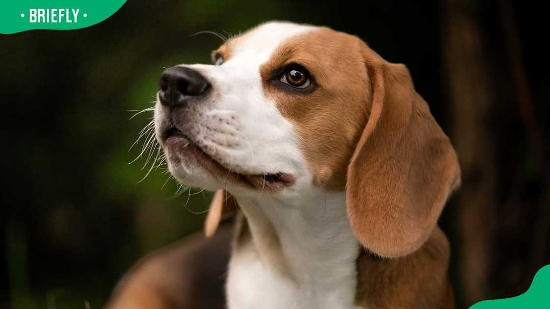 Beagle dog breed