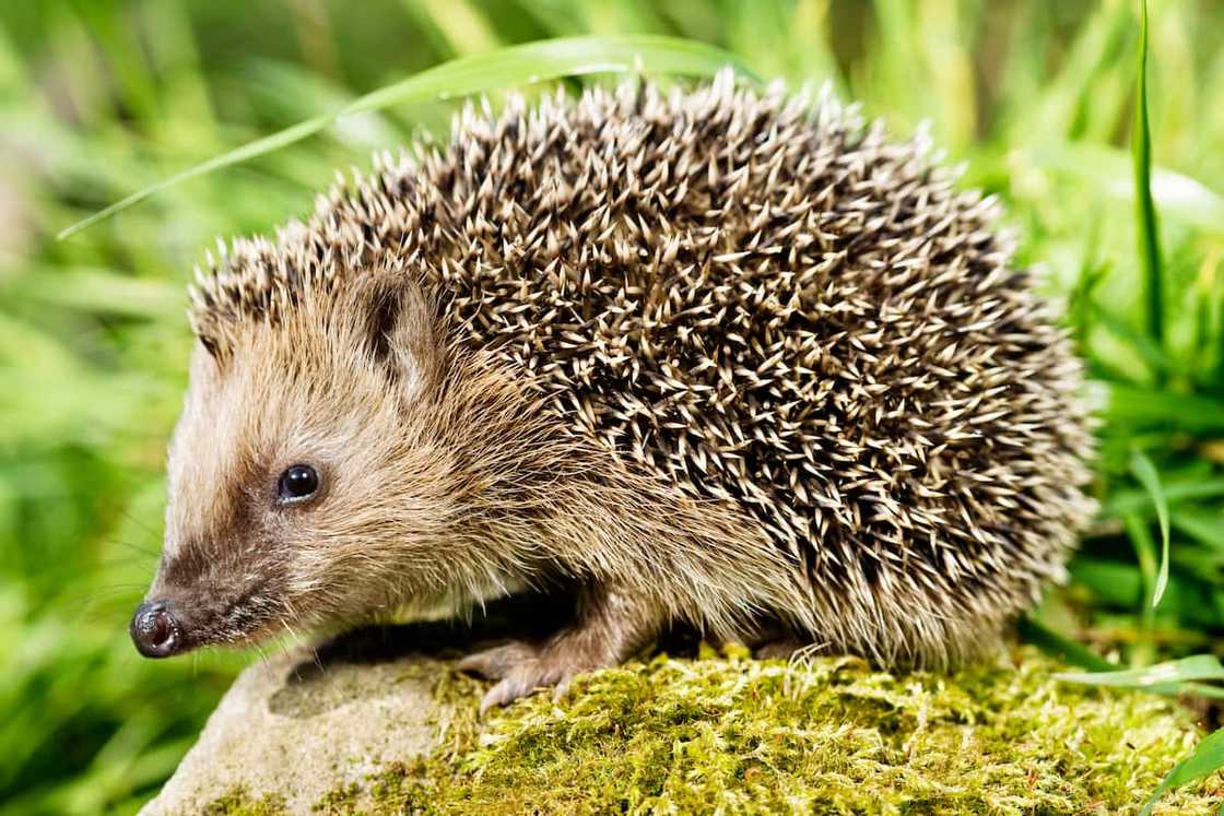 Hedgehog sitting on a stone. Hedgehog sitting on a stone.