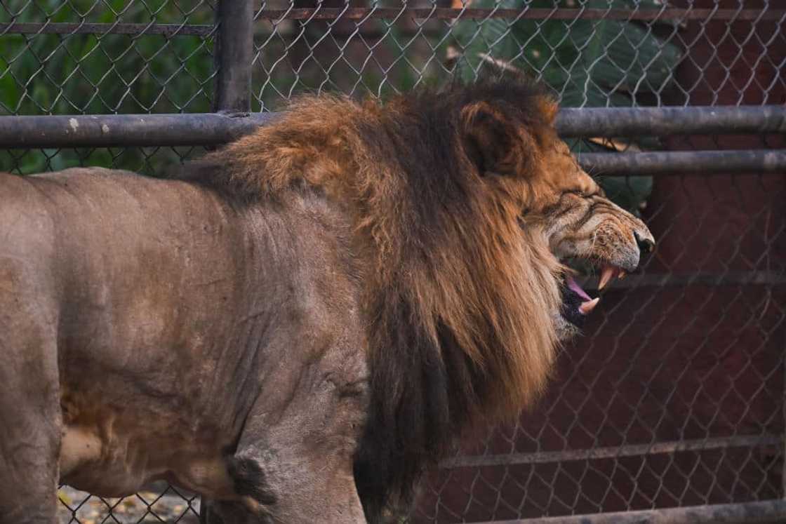 King of the jungle King of the jungle