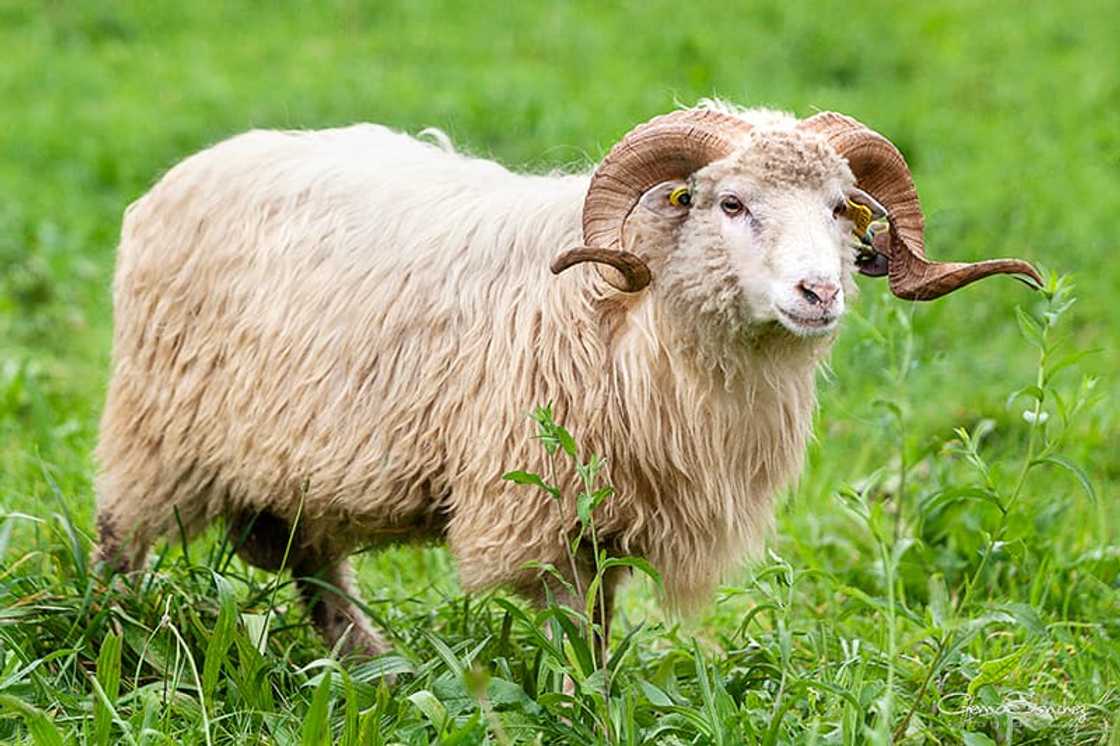 Xalda sheep on the farm Xalda sheep on the farm