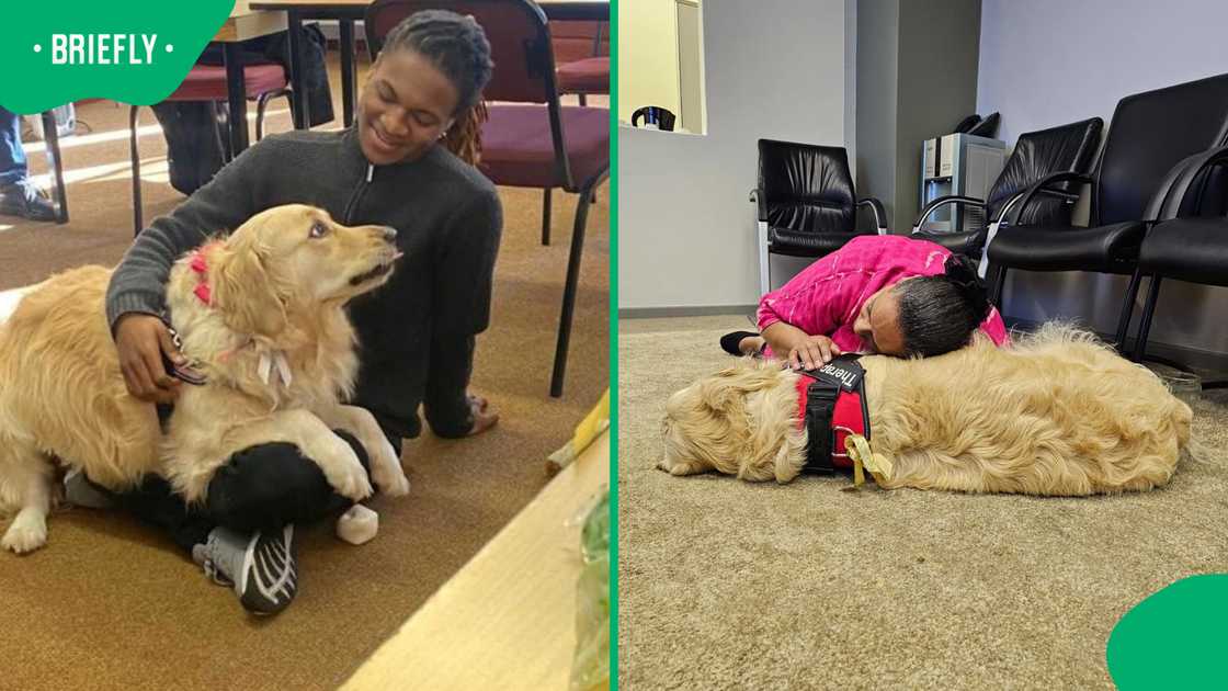 Therapy support dog supports child in court