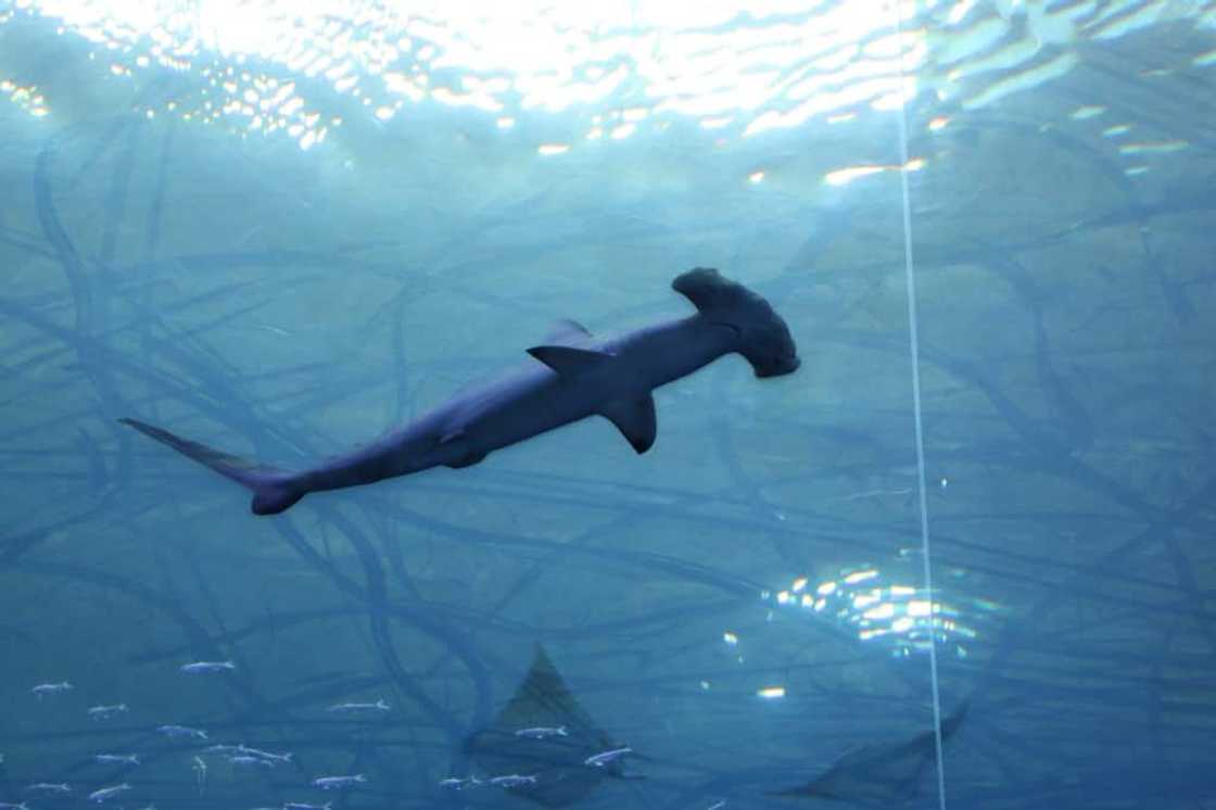 The hammerhead shark is among creatures set to receive a higher protection status from a CITES conference in Panama The hammerhead shark is among creatures set to receive a higher protection status from a CITES conference in Panama