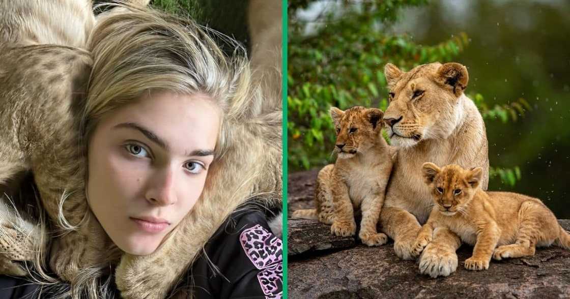 Woman cuddles with lions Woman cuddles with lions