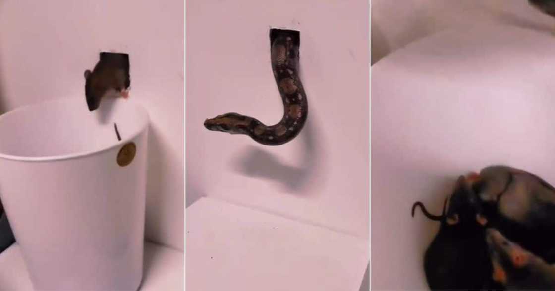 Snake gets rid of rats livng in wall Snake gets rid of rats livng in wall