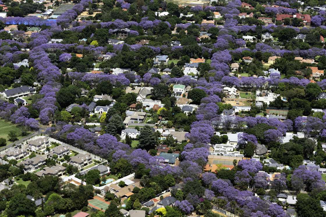 A stock photo of one of the greenest cities in the world, Johannesburg, South Africa. A stock photo of one of the greenest cities in the world, Johannesburg, South Africa.