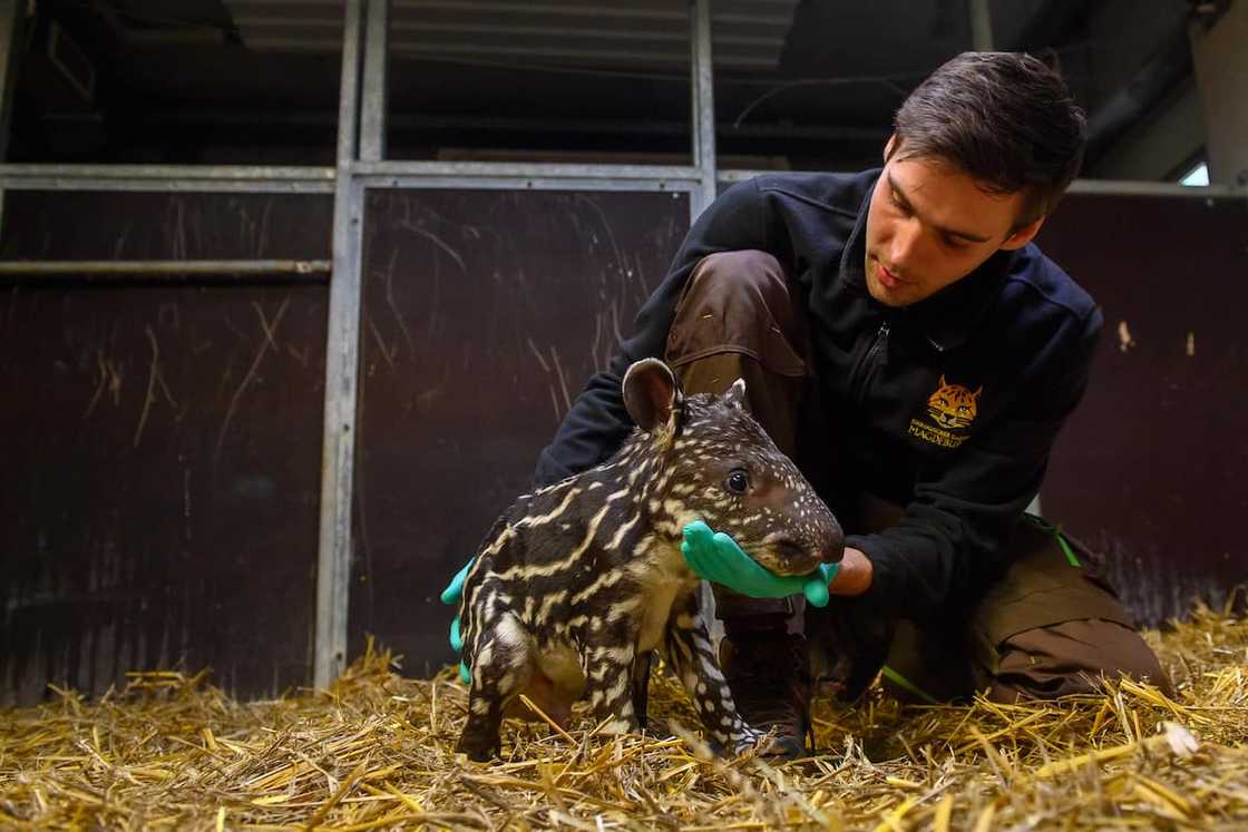 Zoo vet Felix Husemann examines a tapir cub. Zoo vet Felix Husemann examines a tapir cub.
