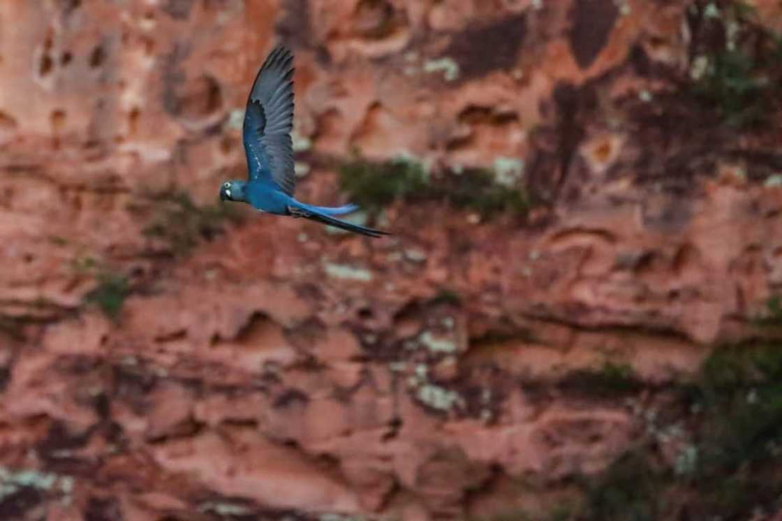 An endangered Lear's macaw (Anodorhynchus leari) flies over a reserve near the Canudos Biological Station, close to the Canudos Wind Energy Complex in Canudos, Bahia state, Brazil, on May 5, 2023