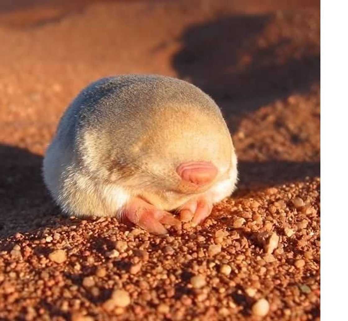 Top 20 extinct and endangered animals in South Africa with images Top 20 extinct and endangered animals in South Africa with images