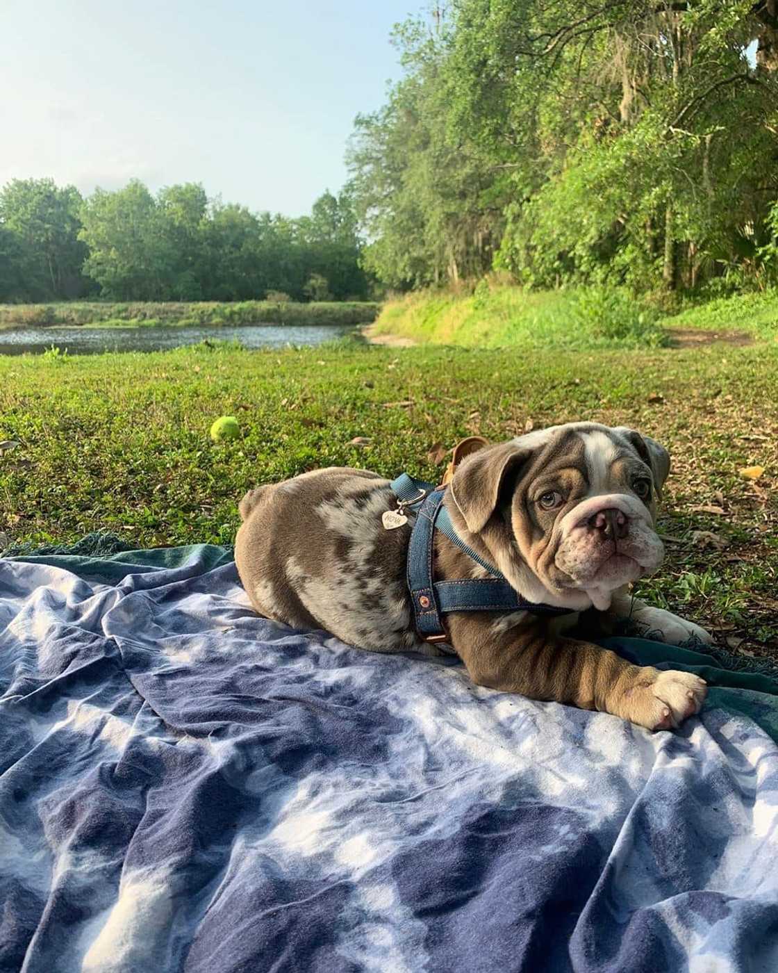 English bulldog puppies for sale in South Africa English bulldog puppies for sale in South Africa