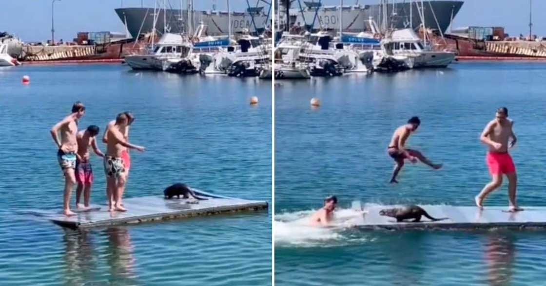 Four guys vs one otter. Four guys vs one otter.